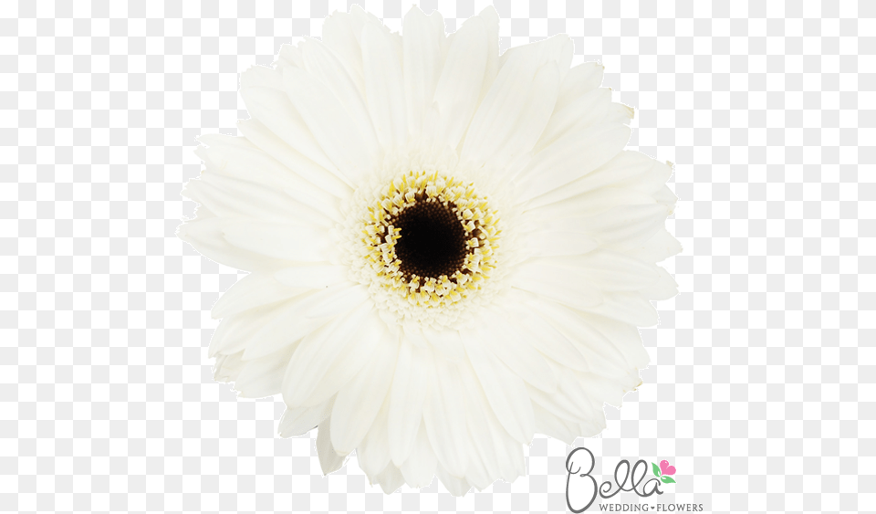 Clip Art Popular White Flowers Wedding, Daisy, Flower, Plant, Petal Free Png