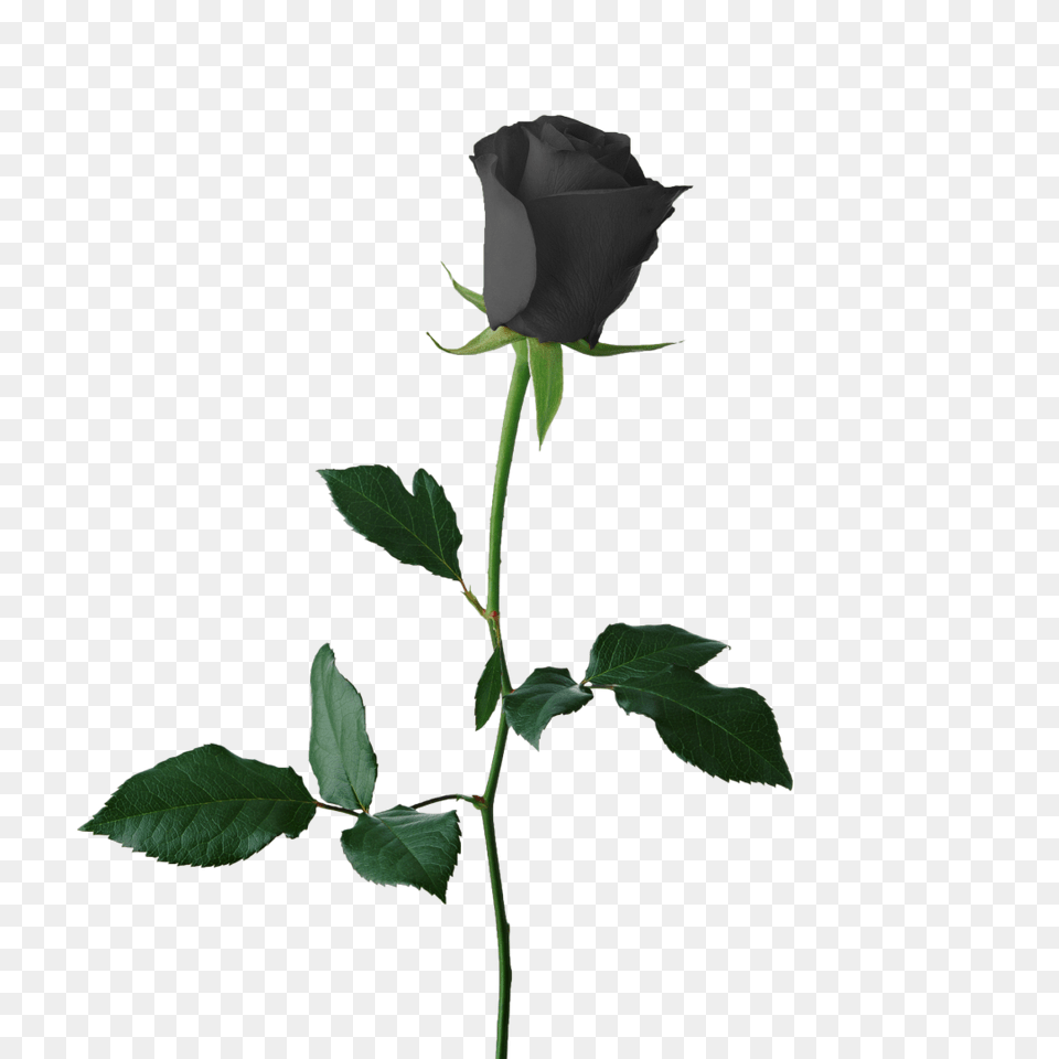 Clip Art Portable Network Graphics Black Rose Transparency, Flower, Plant Free Transparent Png