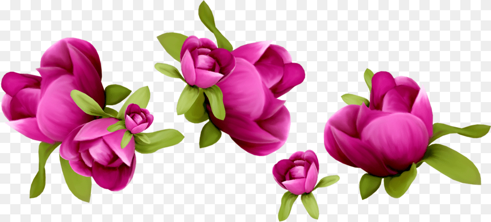 Clip Art Portable Network Graphics Transparency Flower Spring Flowers Clipart, Petal, Plant, Rose, Geranium Png