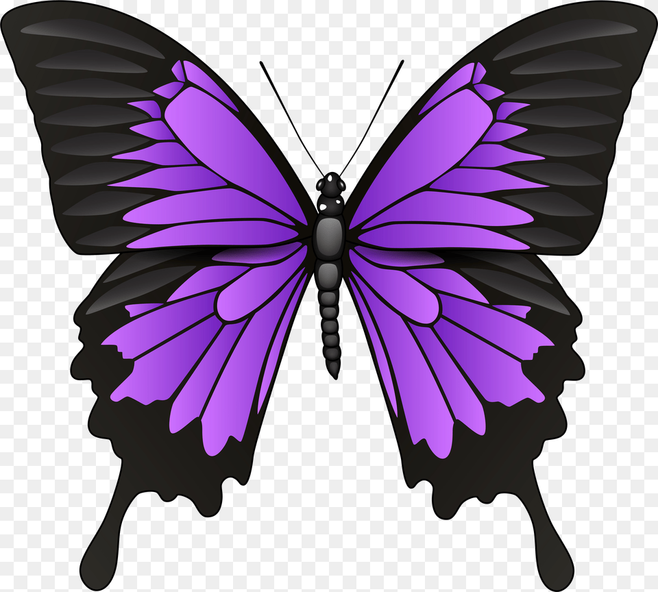 Clip Art Purple Butterfly Free Transparent Png