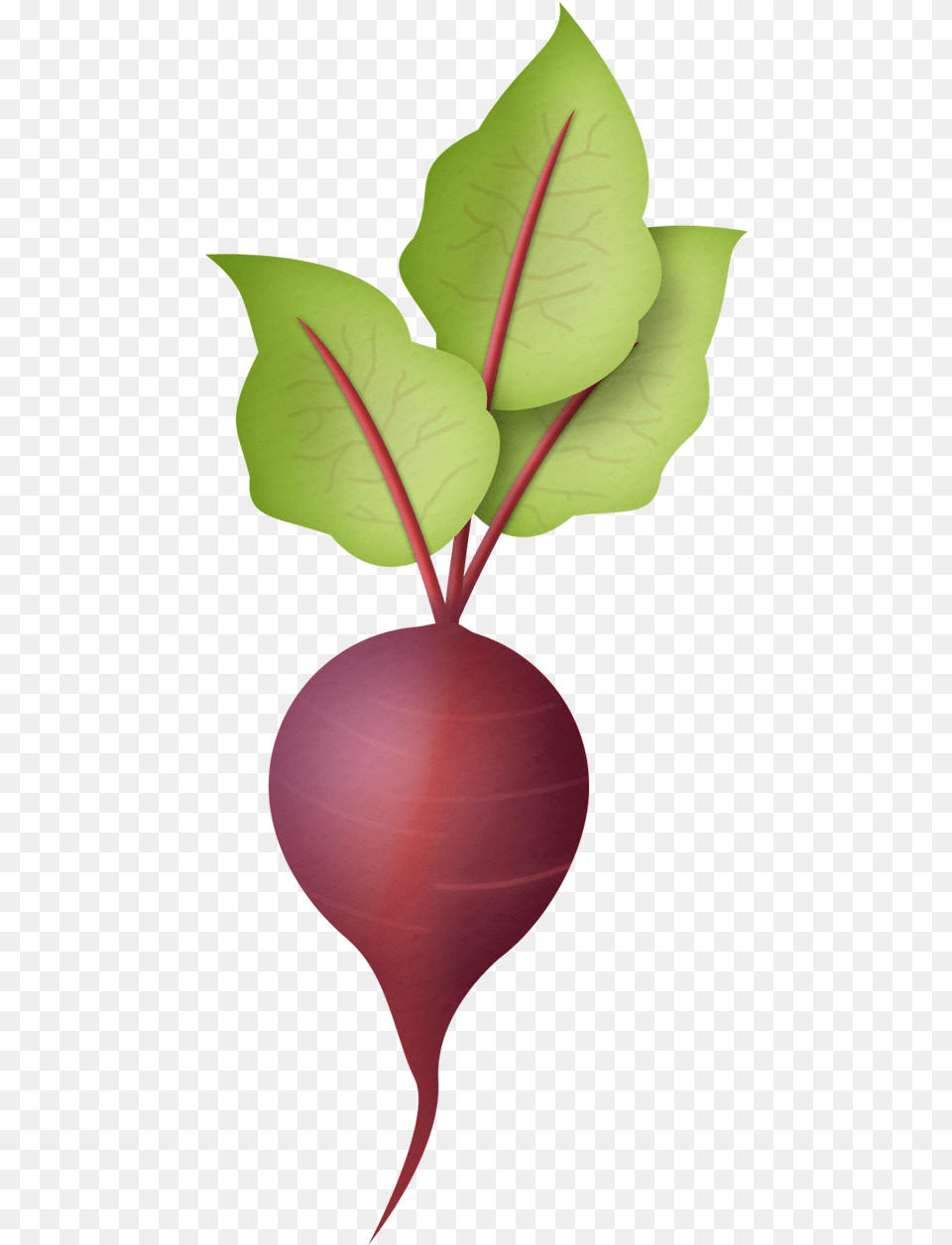 Clip Art Radish, Leaf, Plant, Food, Produce Free Png