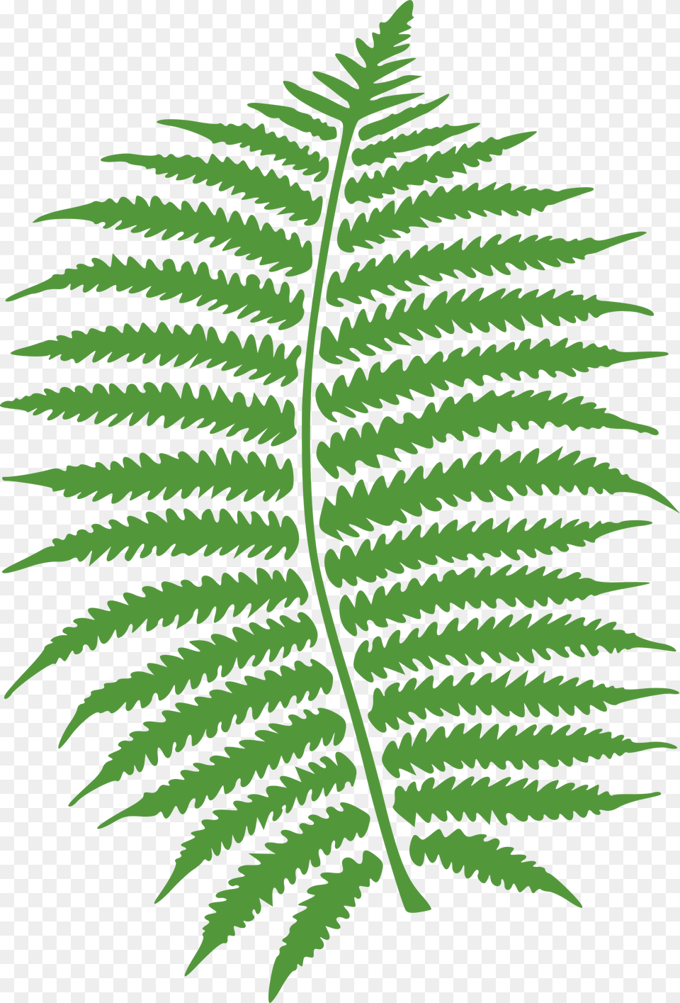 Clip Art Red Fern, Animal, Dinosaur, Plant, Reptile Png