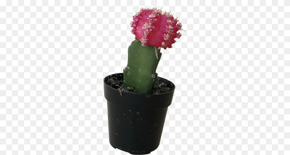 Clip Art Red Moon Cactus Flowerpot, Plant Free Transparent Png