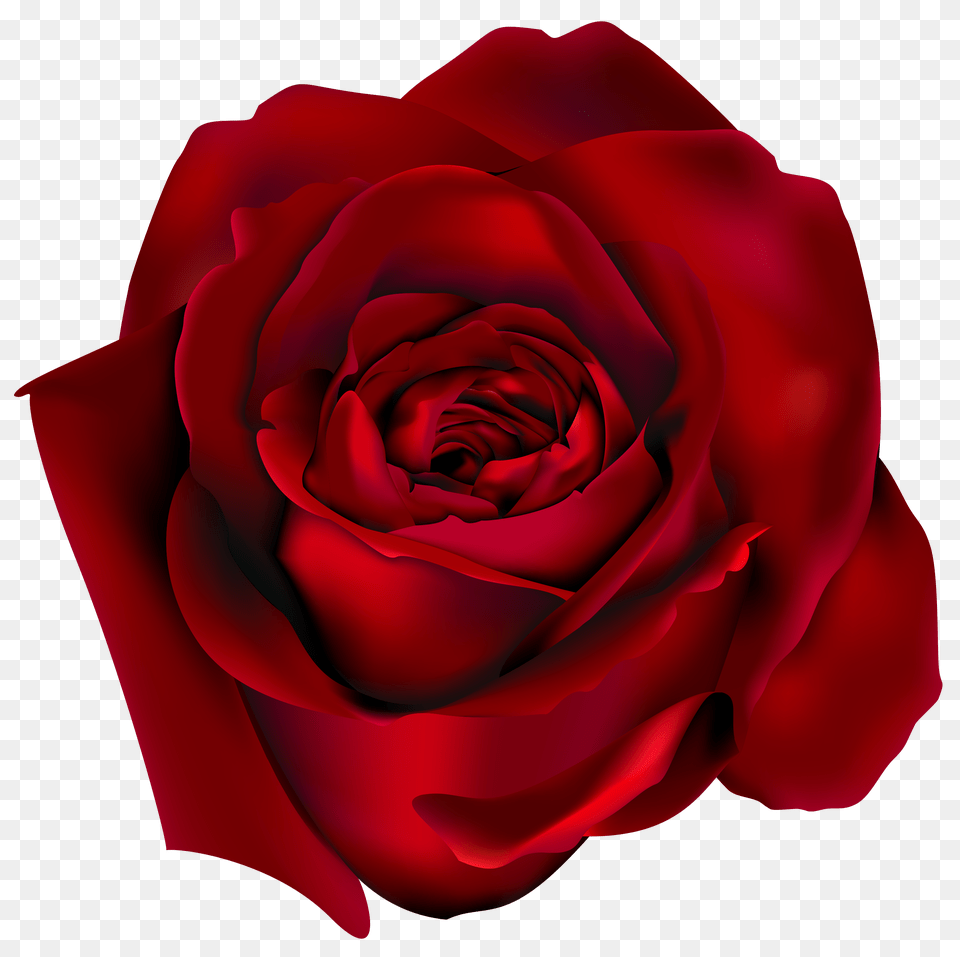 Clip Art Red Rose, Flower, Plant Png Image