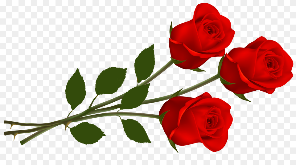 Clip Art Red Rose Roses Red Roses Rose And Single, Flower, Plant, Flower Arrangement, Flower Bouquet Free Png