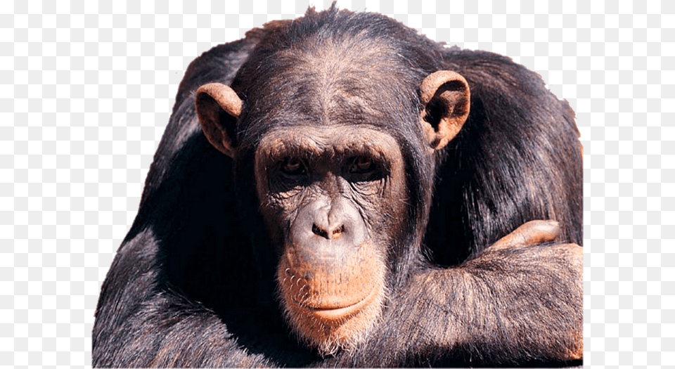 Clip Art Render Macaco Renders Dez Transparent Monkey Gif, Animal, Ape, Mammal, Wildlife Free Png Download