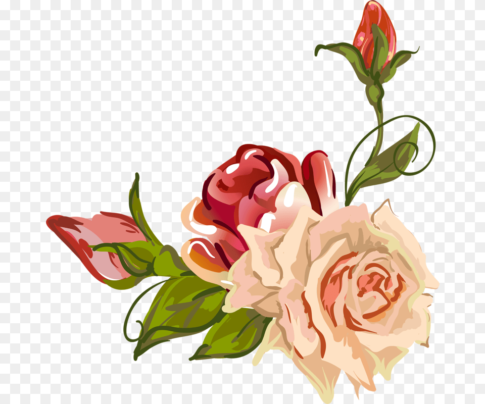 Clip Art Rose Petal Drawings Garden Roses Drawing, Plant, Graphics, Flower, Carnation Png Image