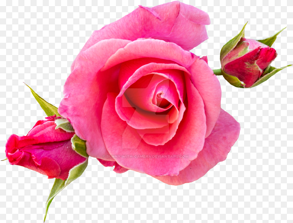 Clip Art Roses By Bunny With Pink Rose In, Flower, Plant Free Png