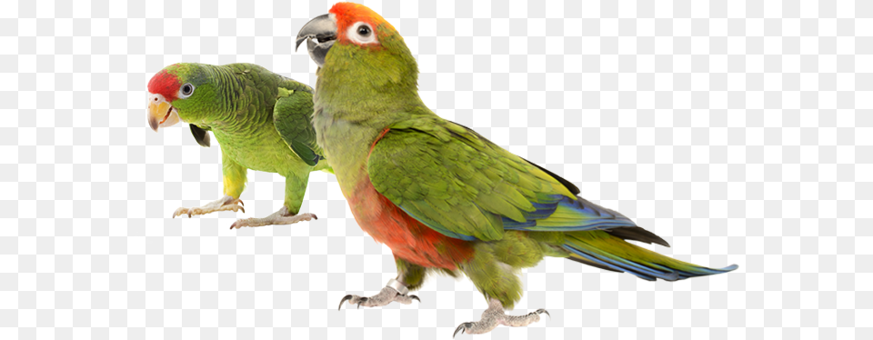 Clip Art Royalty Free Stock Birds Breeders Of Prey Baby Parrots Transparent, Animal, Bird, Parrot, Parakeet Png Image