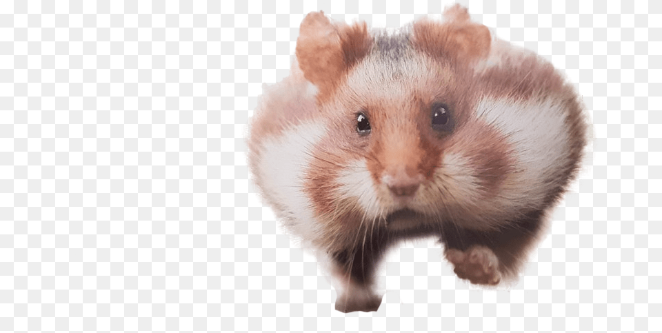 Clip Art Running Cutouts, Animal, Mammal, Rat, Rodent Png Image