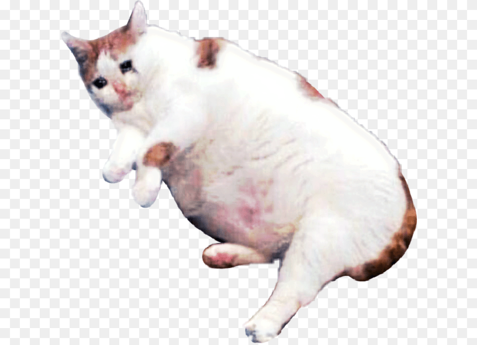 Clip Art Sad Cat Pictures Sad Cat Meme, Animal, Mammal, Manx, Pet Free Png Download