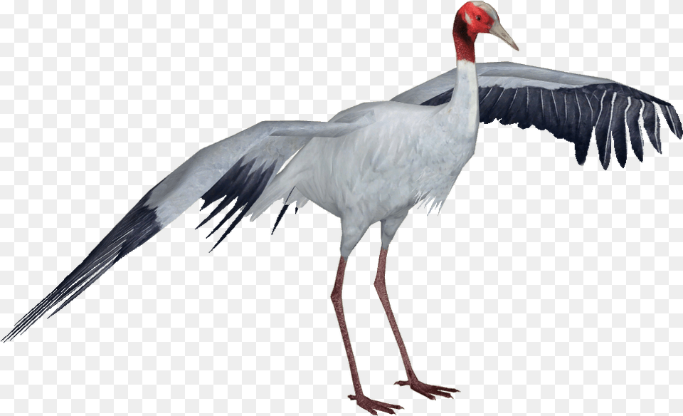 Clip Art Sarus Crane Andersxhd Zt Sandhill Crane, Animal, Bird, Crane Bird, Waterfowl Png Image