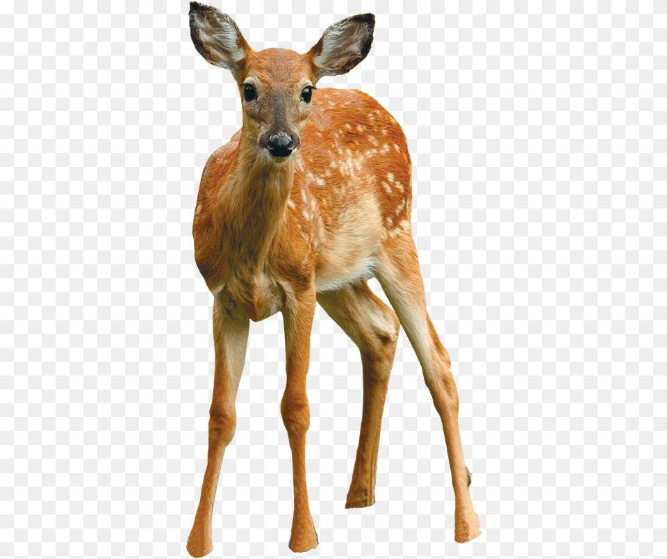 Clip Art Say Cheese September Cooperative White Tailed Deer, Animal, Mammal, Wildlife, Antelope Free Png