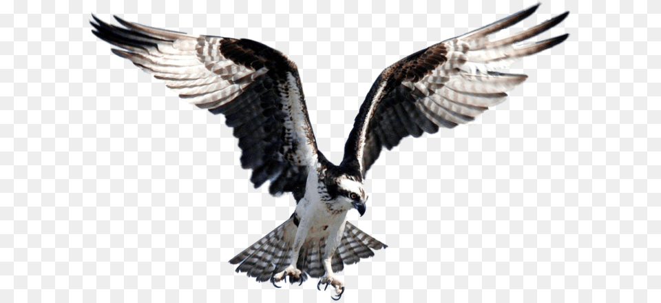 Clip Art Seahawk Bird Images Osprey Bird, Animal, Flying, Vulture, Kite Bird Png Image