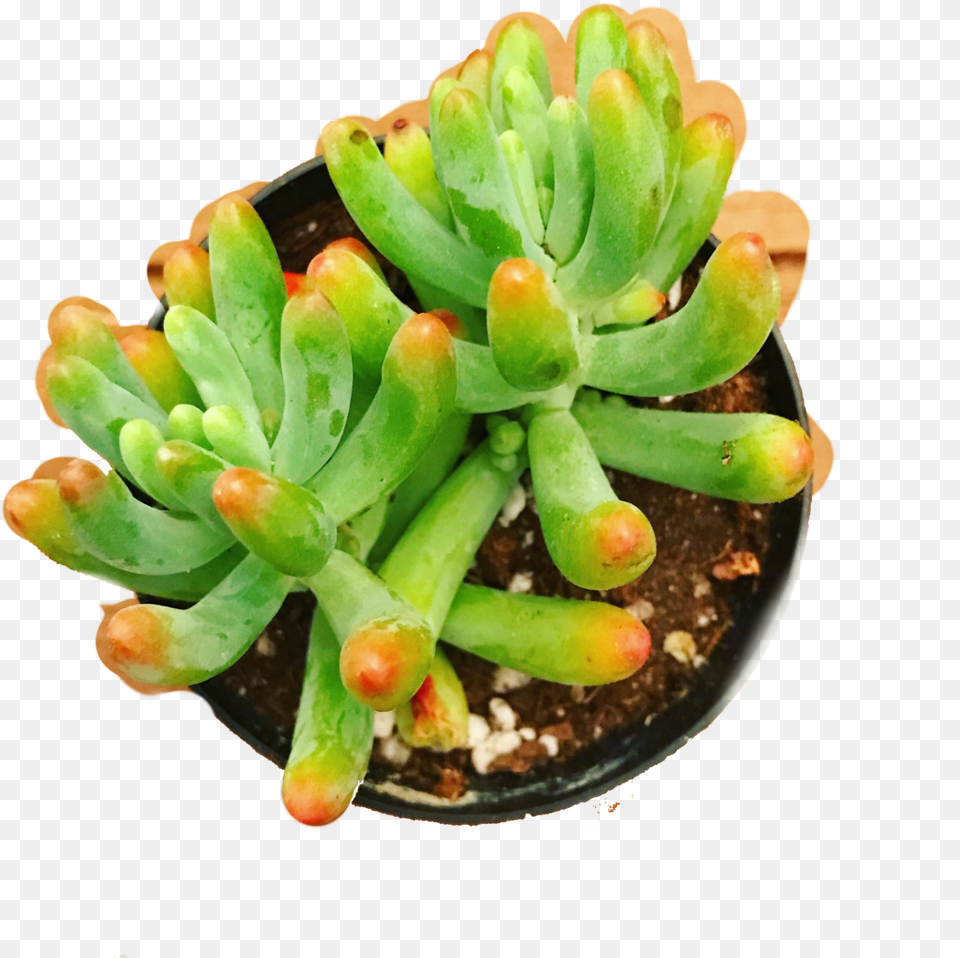 Clip Art Sedum Pachyphyllum Rainbow Jellybean Ice Plant Family, Potted Plant, Pottery Png