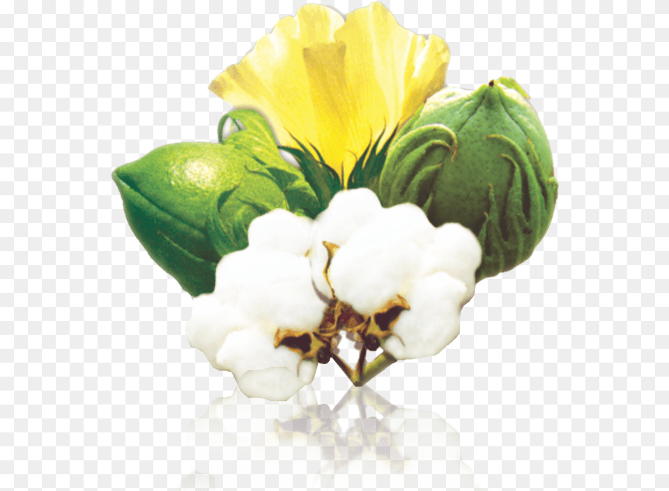 Clip Art Seed Fuzzy Jullundur Group, Flower, Leaf, Plant, Petal Free Png Download