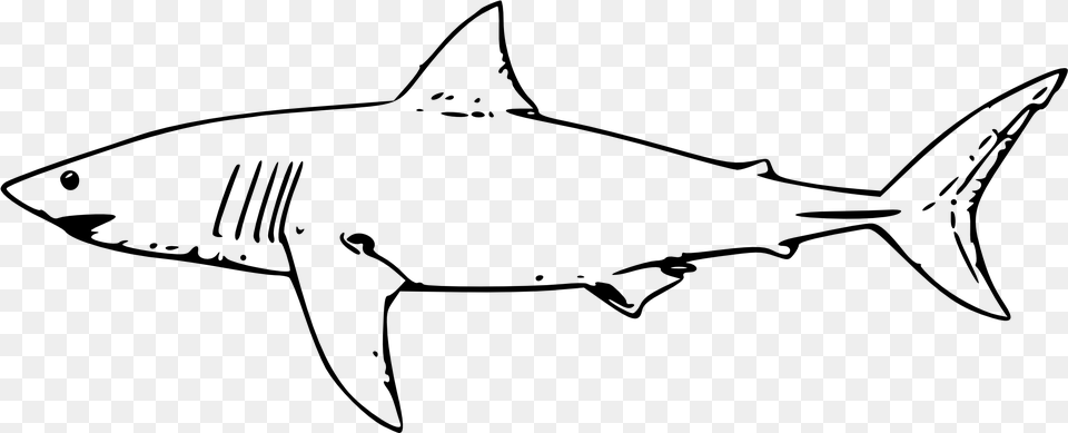 Clip Art Shark Outline Great White Shark Clipart, Gray Free Png