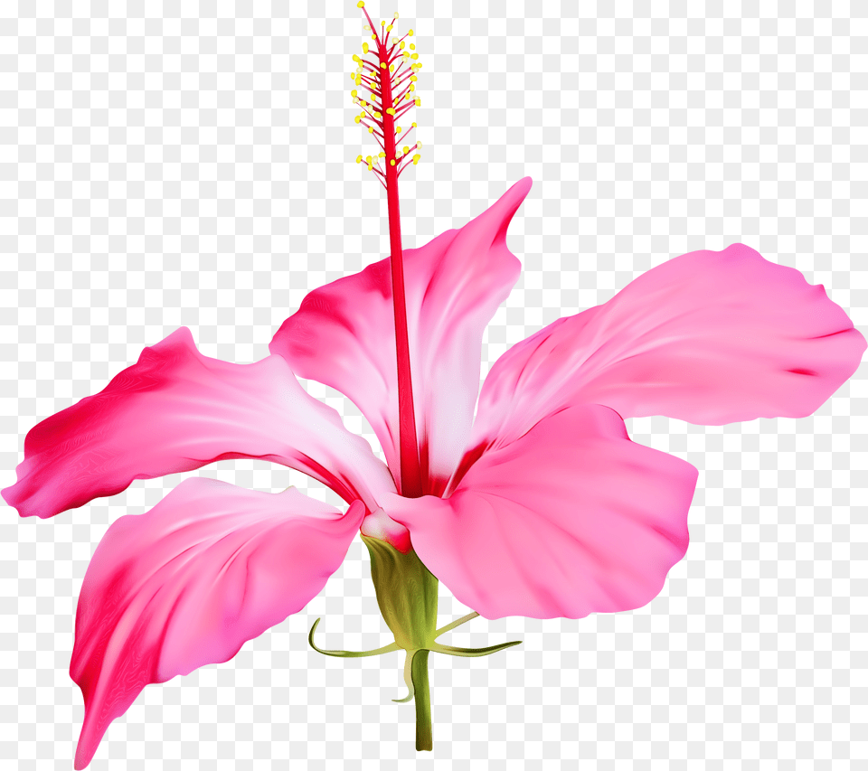 Clip Art Shoeblackplant Portable Network Graphics Flower Hawaii Flower Plant, Anther, Hibiscus, Pollen Free Transparent Png