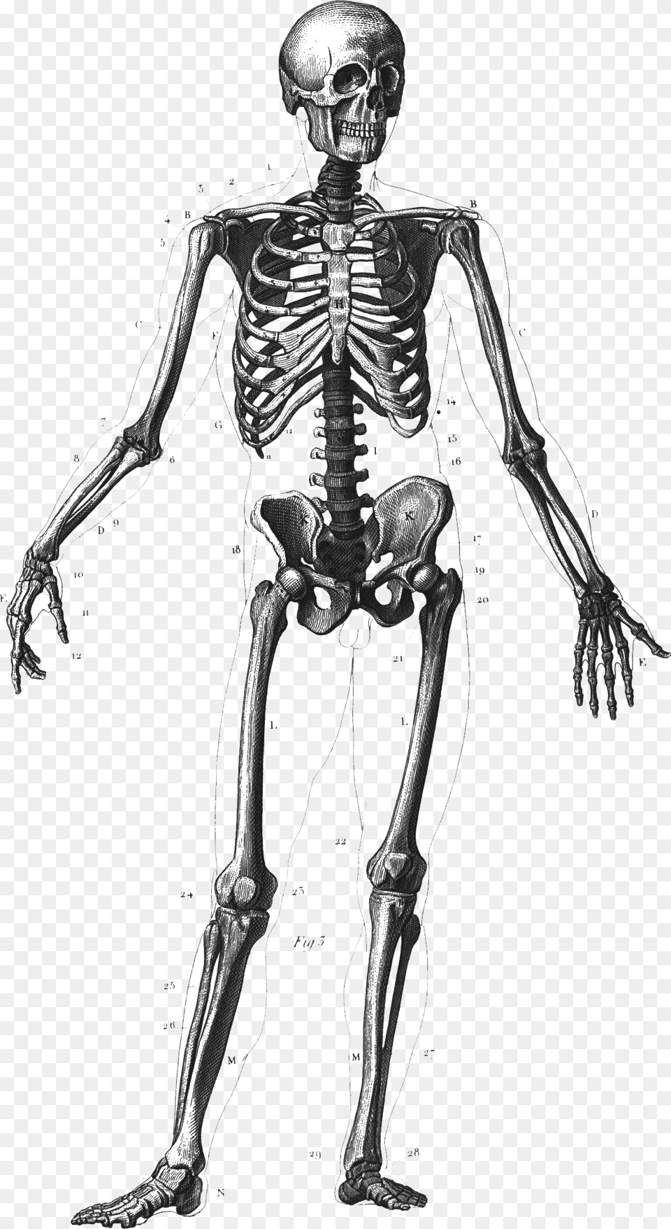 Clip Art Skeleton Body Paint Many Bones In Human Body, Adult, Male, Man, Person Png