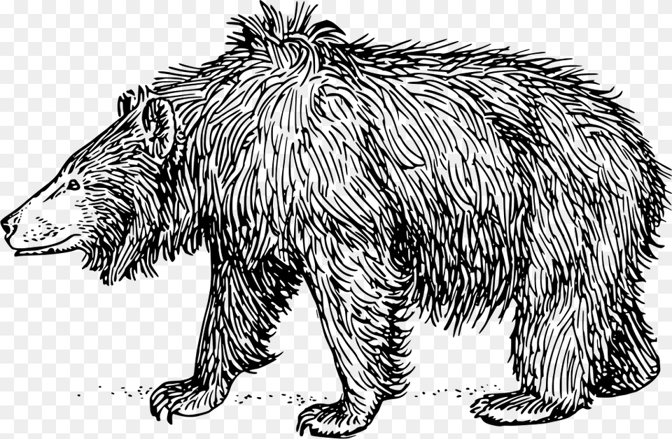 Clip Art Sloth Bear, Gray Free Png Download