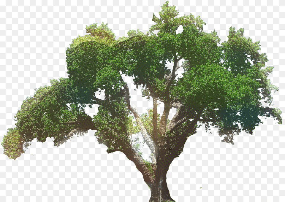 Clip Art Southern Live Oak Tree, Land, Nature, Outdoors, Plant Free Png
