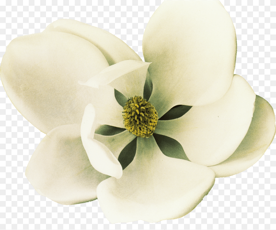 Clip Art Southern Magnolia Petal Flower, Plant, Pollen, Anther Free Png Download