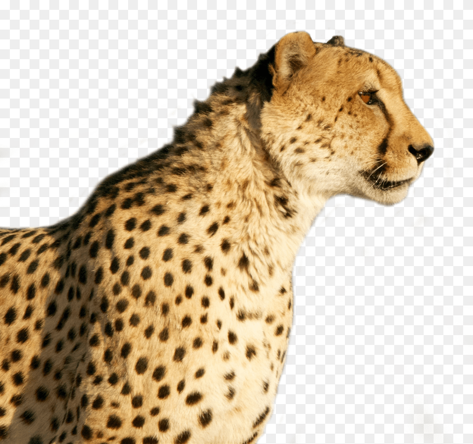 Clip Art Sticker By F Schmaecke Cheetah, Animal, Mammal, Wildlife Png Image