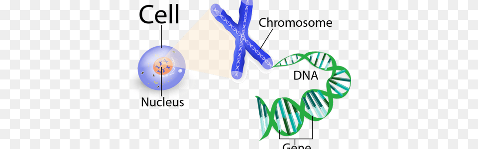 Clip Art Stock Chromosome Drawing Gene Dna Nucleus Dna Chromosomes Genes, Triangle, Smoke Pipe, Accessories Png