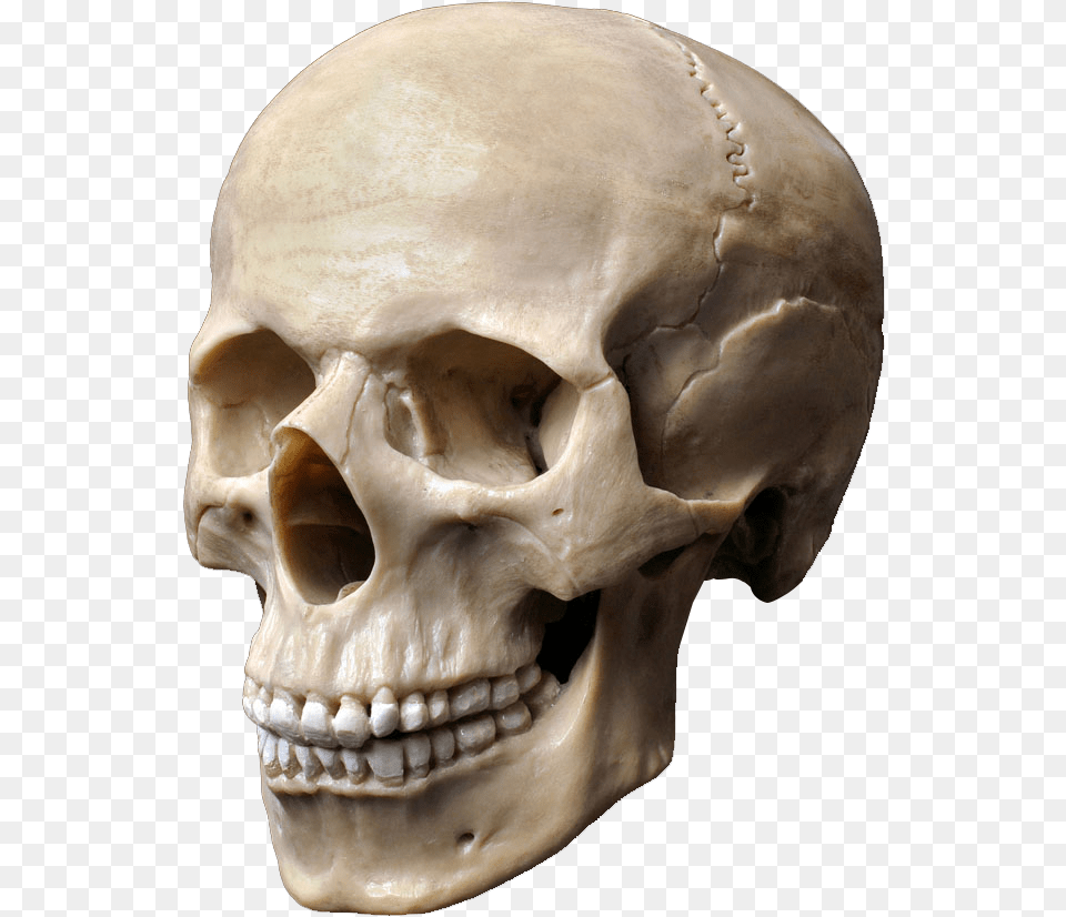 Clip Art Stock Photography Skeleton Head Skull Stock, Person, Face Png Image
