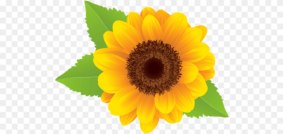 Clip Art Sun Flower, Plant, Sunflower Free Png