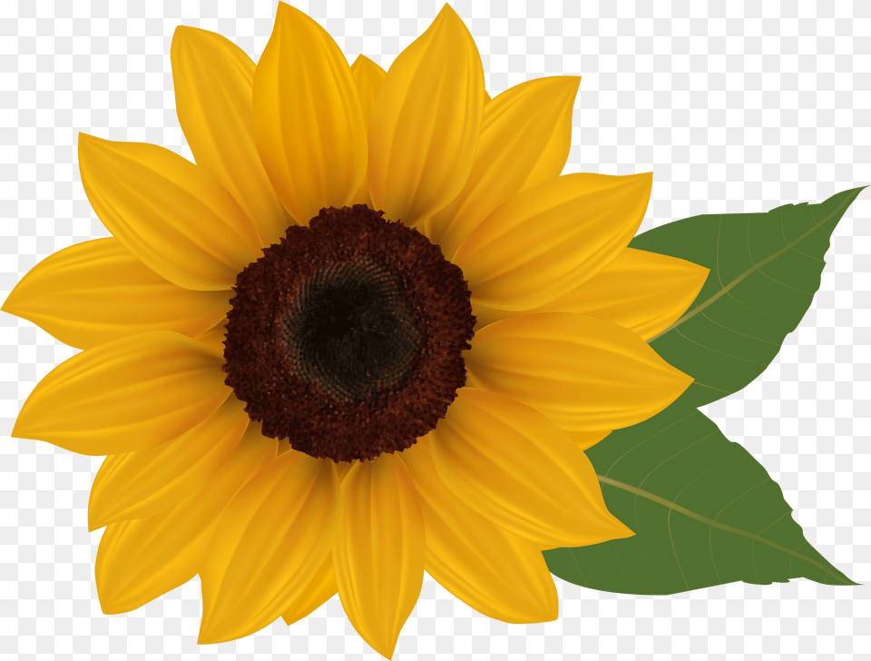 Clip Art Sunflowers Sunflower Clipart Png Image