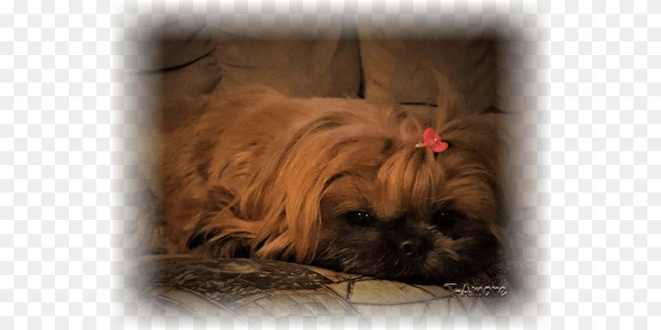 Clip Art T Amore Bettylou Barrone Shih Tzu, Couch, Furniture, Animal, Canine Free Png