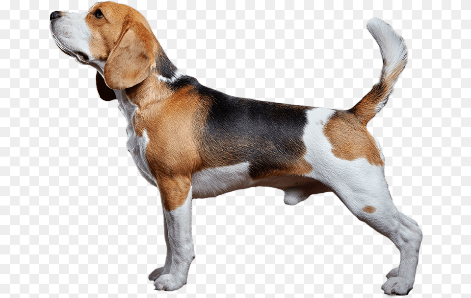 Clip Art The Witty Dog Organic Transparent Background Beagle, Animal, Canine, Hound, Mammal Png