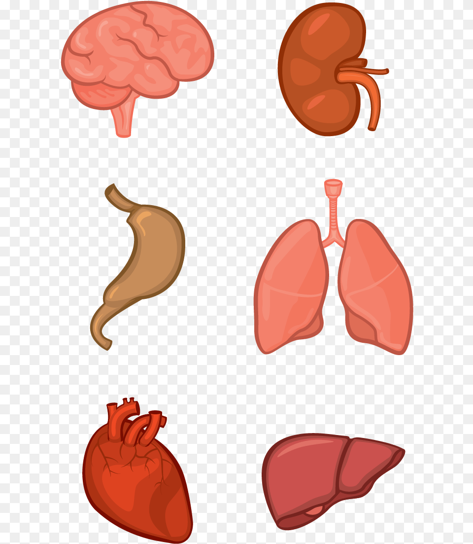 Clip Art Tissue Jpg Black Vector Human Organs Free Png Download