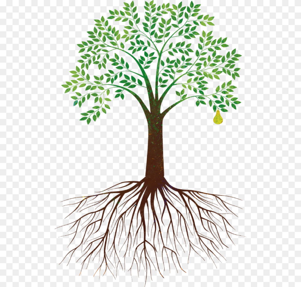 Clip Art Background Tree Of Life, Plant, Root Free Transparent Png