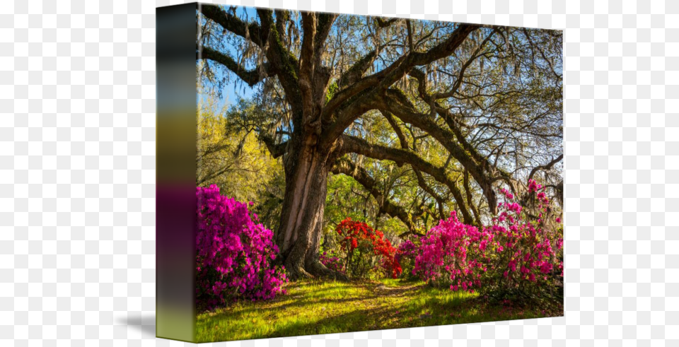 Clip Art Transparent Download Charleston Sc Spring Opromo 200 Series Cover Option Farmland Calendar Promotional, Vegetation, Tree Trunk, Tree, Plant Png Image