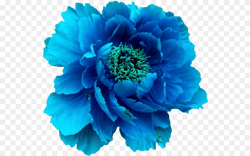 Clip Art Transparent Pretty Floral Universe Flower Crown Transparent Blue, Plant, Rose, Dahlia, Carnation Free Png