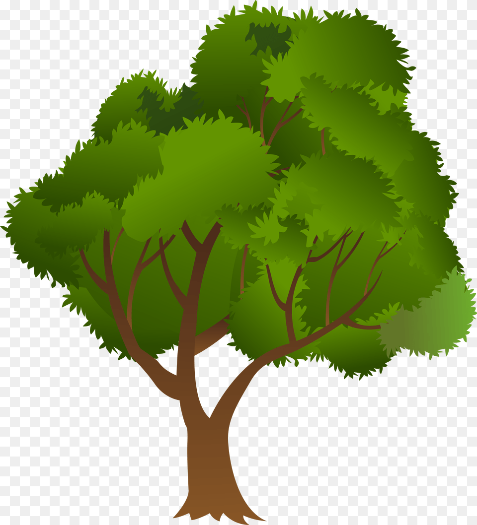 Clip Art Tree, Plant, Oak, Sycamore, Vegetation Free Transparent Png