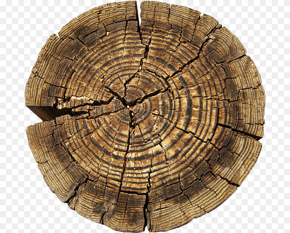 Clip Art Tree Aastarxf Ngad Texture Circle Rings On Tree, Plant, Wood, Tree Stump, Tree Trunk Free Png Download