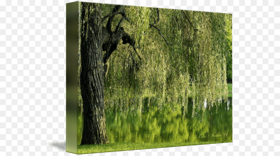 Clip Art Tree And Pond Meditation Willow, Plant, Tree Trunk, Vegetation, Blackboard Free Png