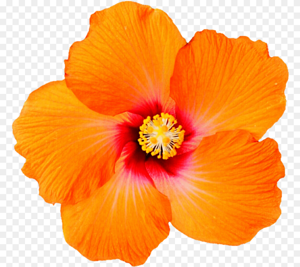 Clip Art Tropical Orange For Background Orange Hibiscus, Flower, Plant, Petal Free Transparent Png