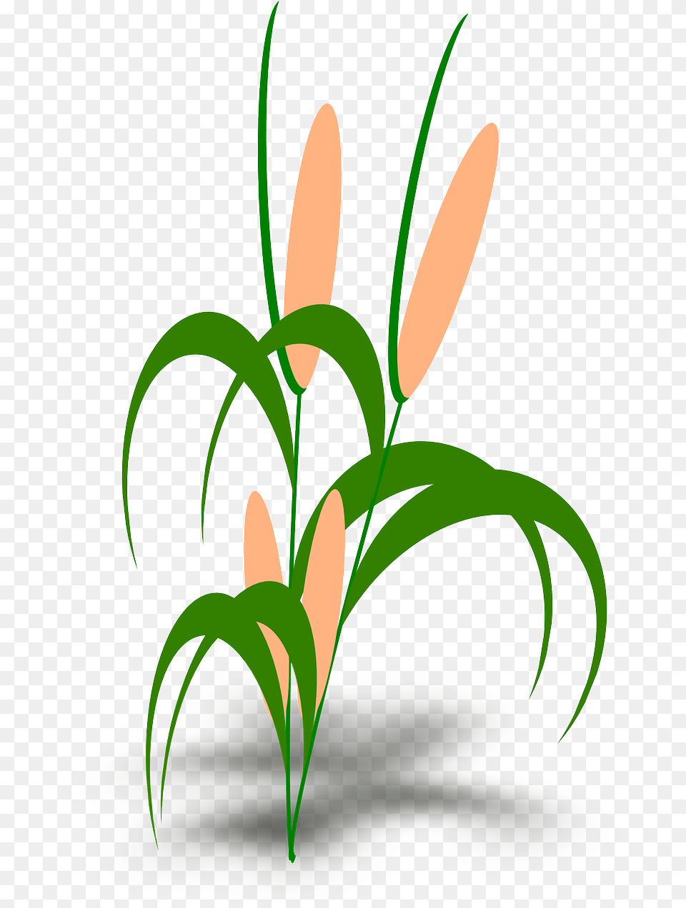 Clip Art Tumbuhan, Flower, Plant, Flower Arrangement, Green Free Png Download