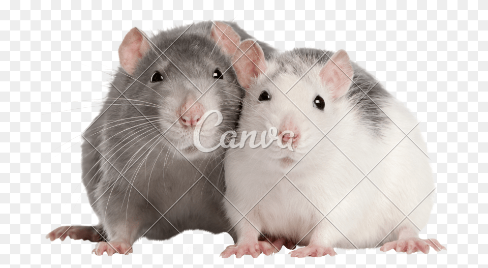 Clip Art Two Months Old Photos Two Rats, Animal, Mammal, Rodent, Rat Png Image