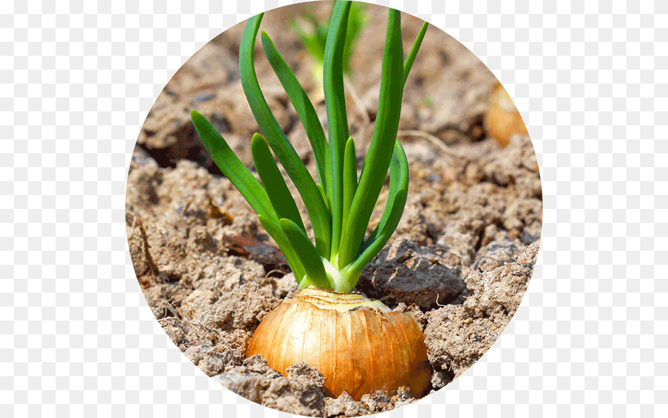 Clip Art Up Close Why Did Root Vegetable, Food, Plant, Produce Png