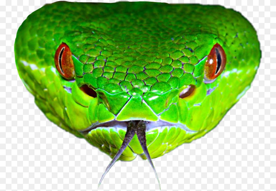 Clip Art Venomous Serpent Bamboo Pitviper Pit Viper Head, Animal, Reptile, Snake, Green Snake Png Image
