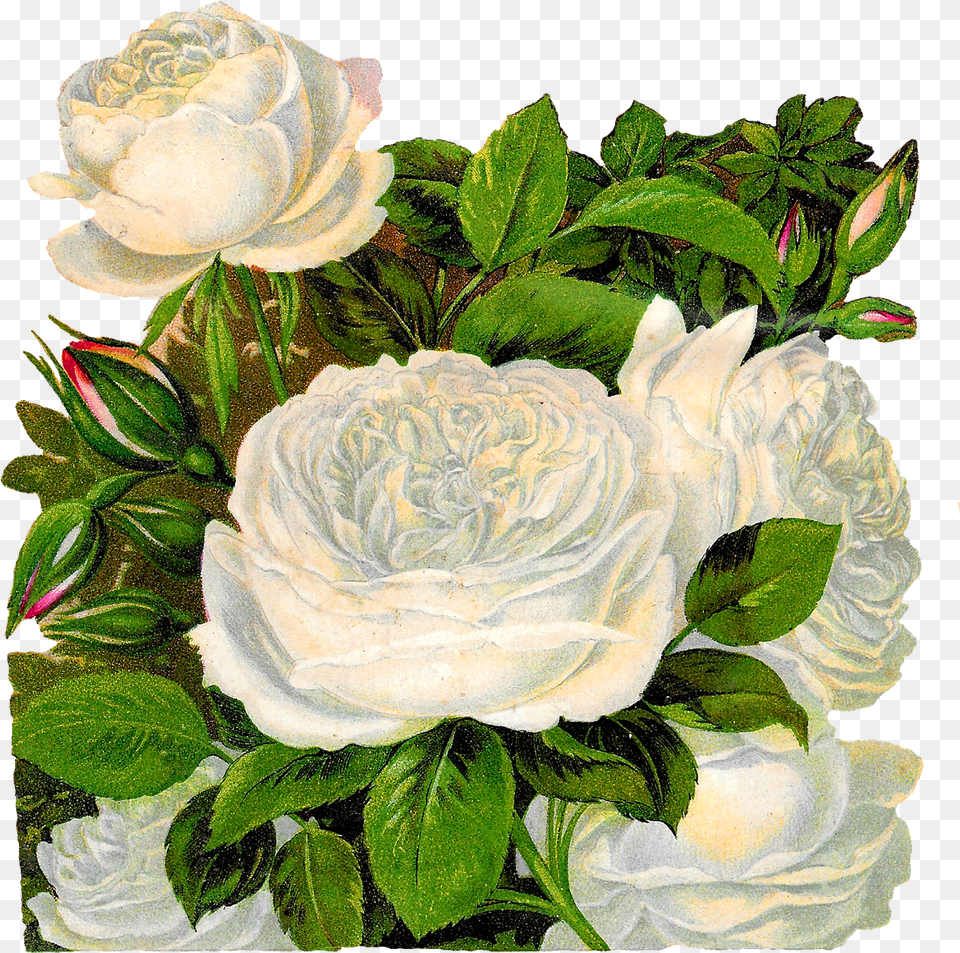 Clip Art Vintage White Roses Free Transparent Png