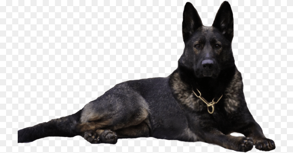 Clip Art Waldkonig K German Dogs Black German Shepherd Dog Clipart, Animal, Canine, Mammal, Pet Free Png
