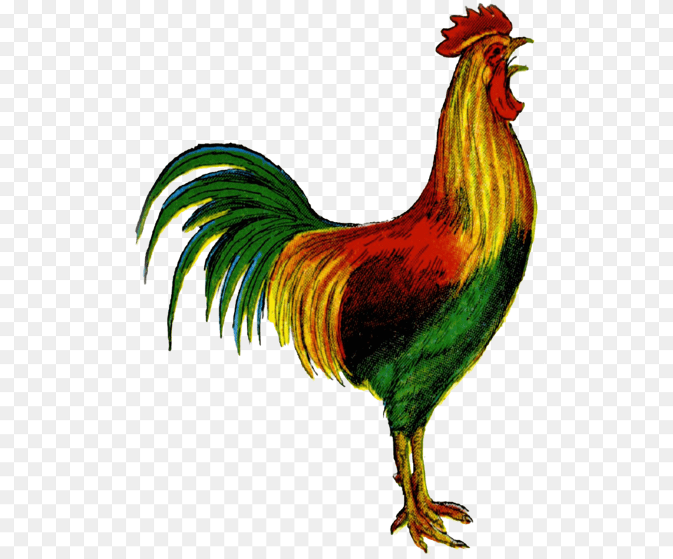 Clip Art Welsummer Clip Art Openclipart Rooster Crowing Clipart, Animal, Bird, Chicken, Fowl Png