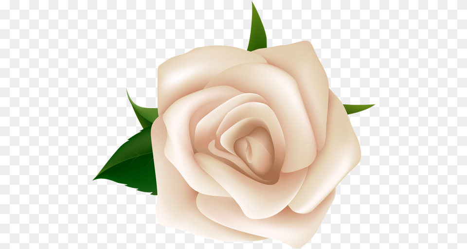 Clip Art White Rose, Flower, Plant, Baby, Person Free Png