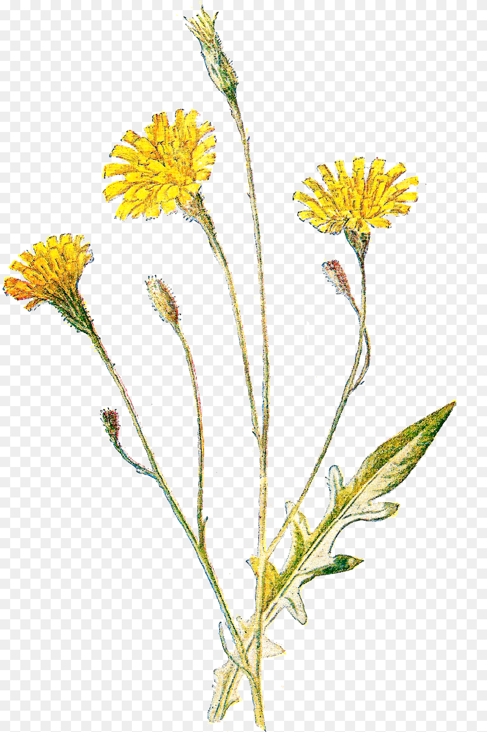 Clip Art Wild Flowers, Flower, Plant, Daisy Free Png Download